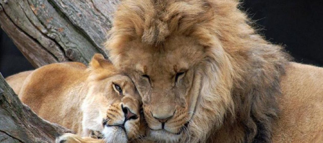 La caza legal también pone en riesgo de extinción a los leones – Tercera Vía
