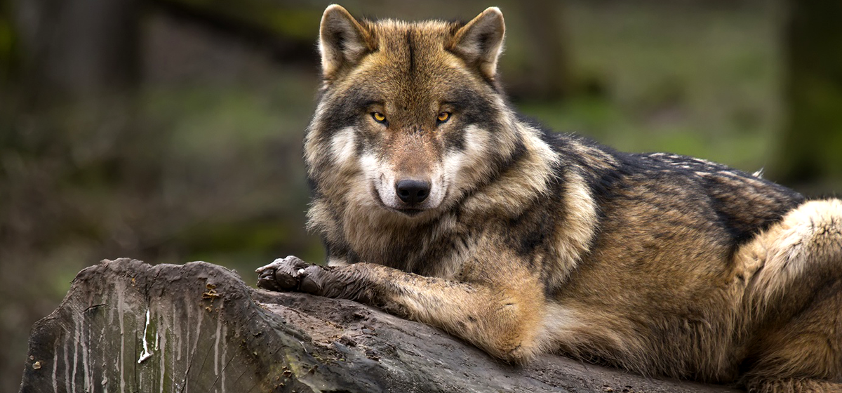 Liberan una familia de lobos mexicanos en Chihuahua – Tercera Vía