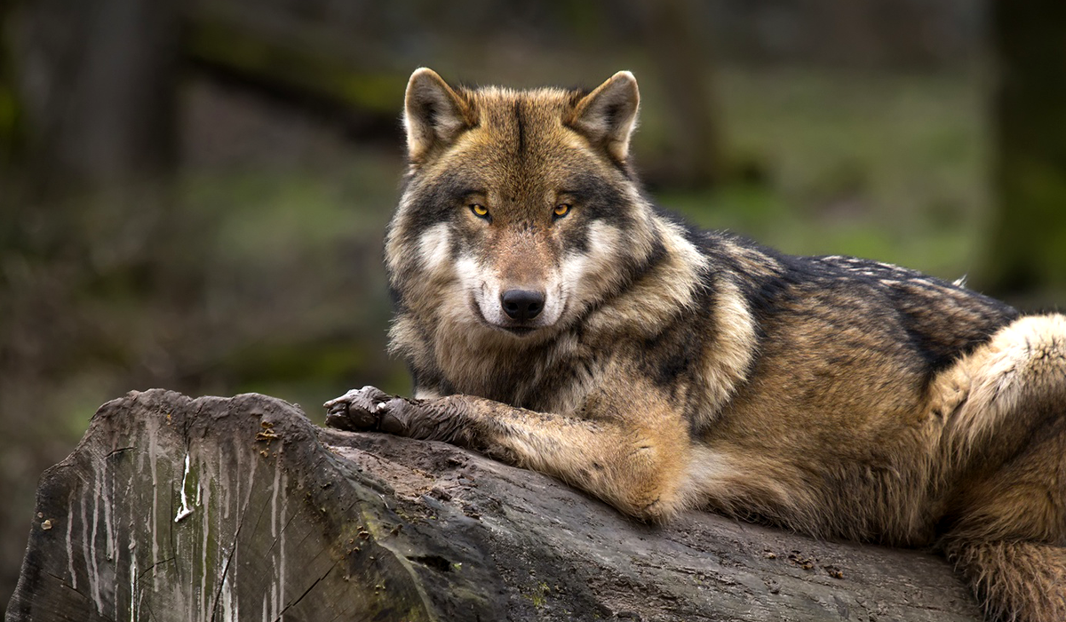 Liberan una familia de lobos mexicanos en Chihuahua – Tercera Vía